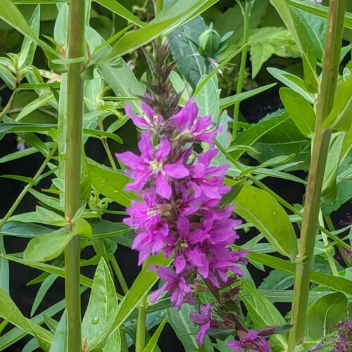 Salicaria (Lythrum salicaria) con espiga de flores púrpura