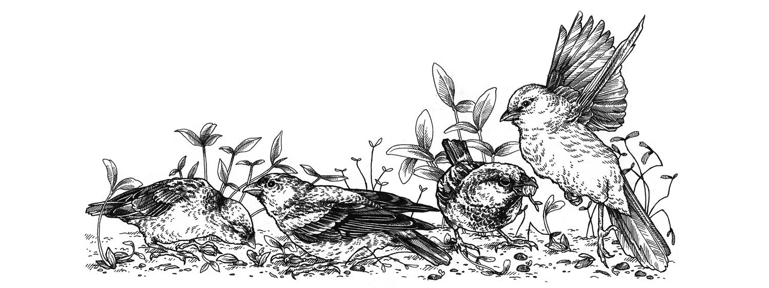 Ilustración de pájaros comiéndose la siembra recién hecha