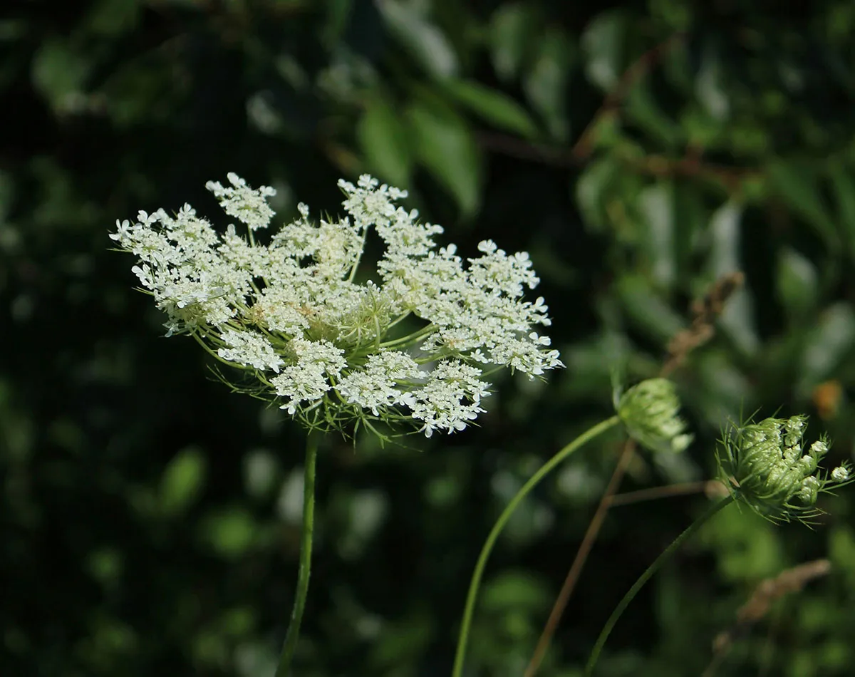 Plantas silvestres comestibles