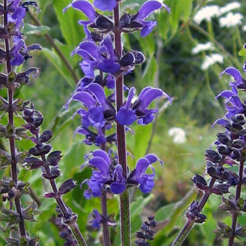 Espigas de flores azul violeta de la salvia esteparia