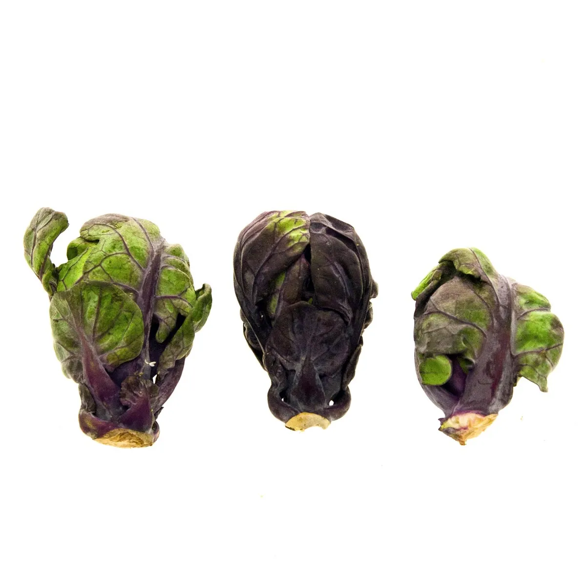 Violetter Rosenkohl 'Red Ball' (Brassica oleracea var.gemmifera) Samen