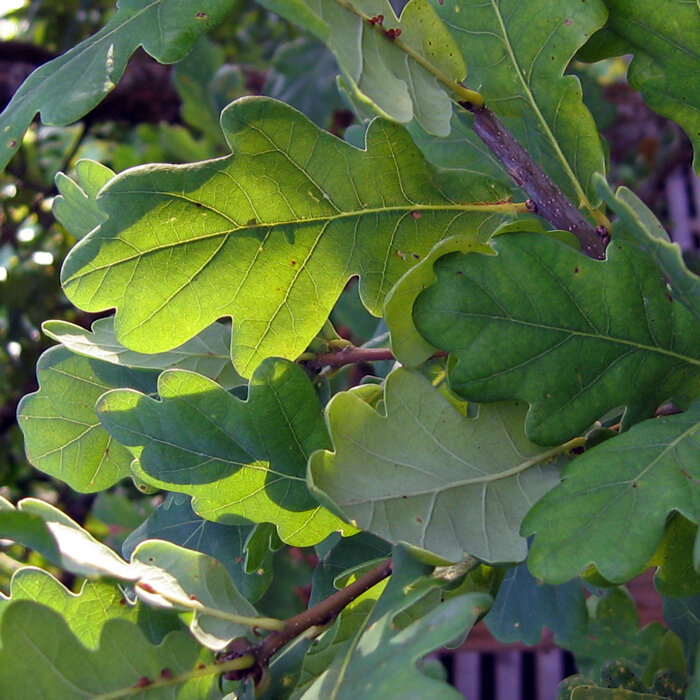 Hojas de roble verdes y lobuladas en una rama