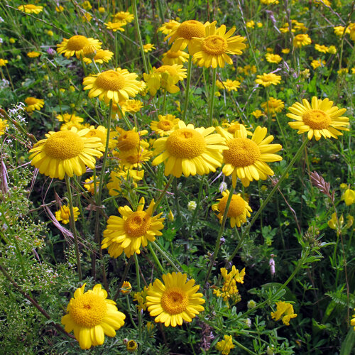 Manzanilla de tintoreros (Anthemis tinctoria) con flores amarillo intenso