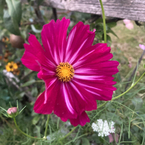 Flor de cosmos (Cosmos bipinnatus) de color magenta con centro amarillo