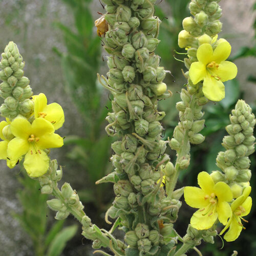 Gordolobo con flores amarillas en altas espigas repletas de capullos