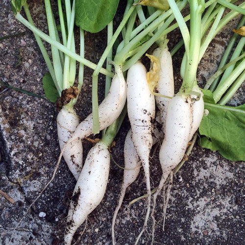 Rabanitos carámbano recién cosechados con largas raíces blancas