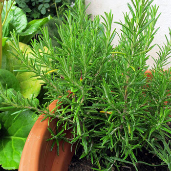 Romero (Rosmarinus officinalis) en maceta de terracota en el balcón