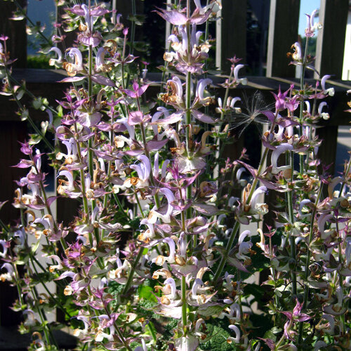 Salvia romana (Salvia sclarea) en flor con espigas rosadas y blancas