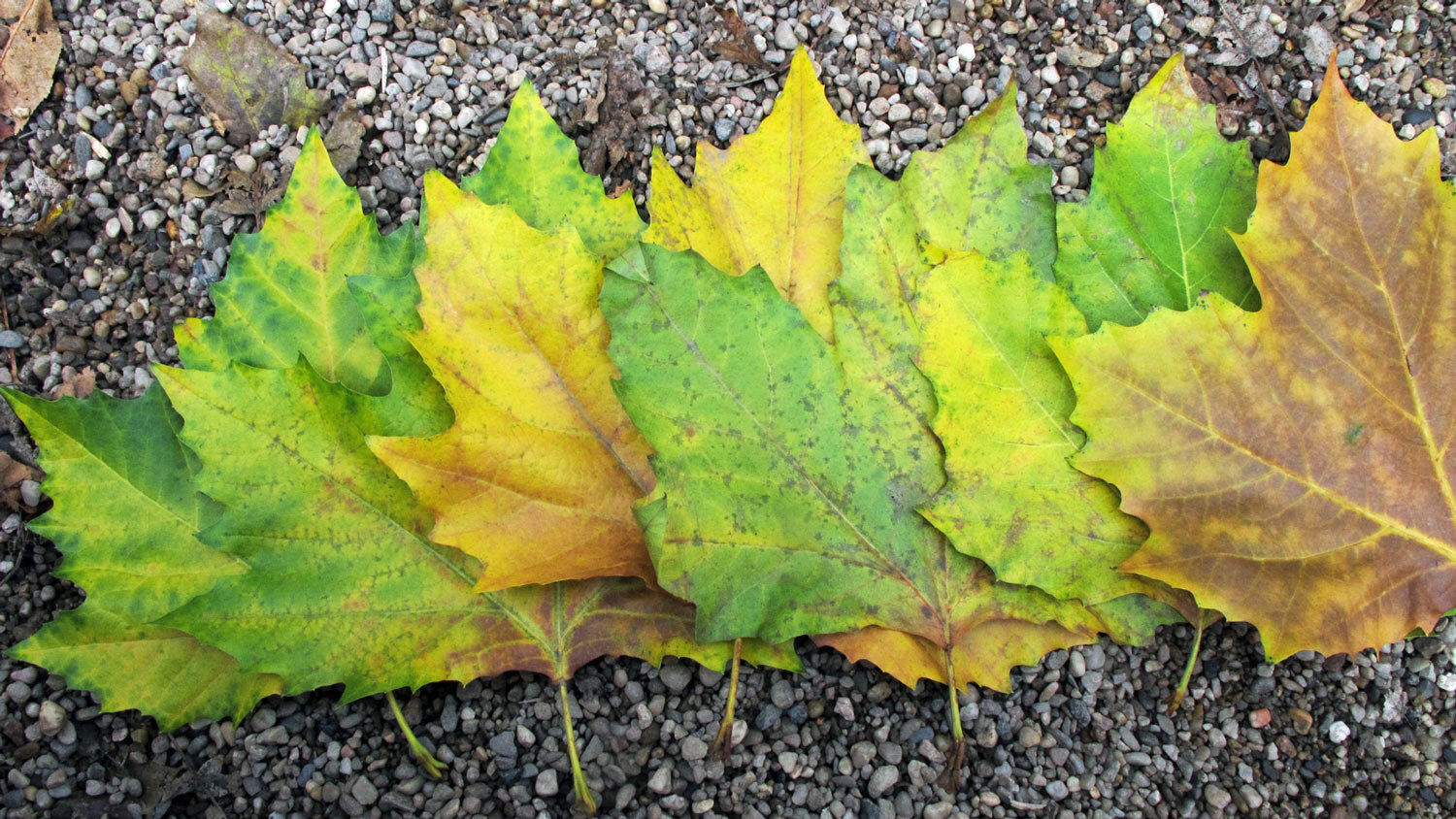 Hojas otoñales de colores verde, amarillo y marrón en fila sobre grava