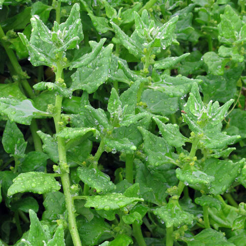 Espinaca de Nueva Zelanda con hojas carnosas triangulares y gotas de lluvia