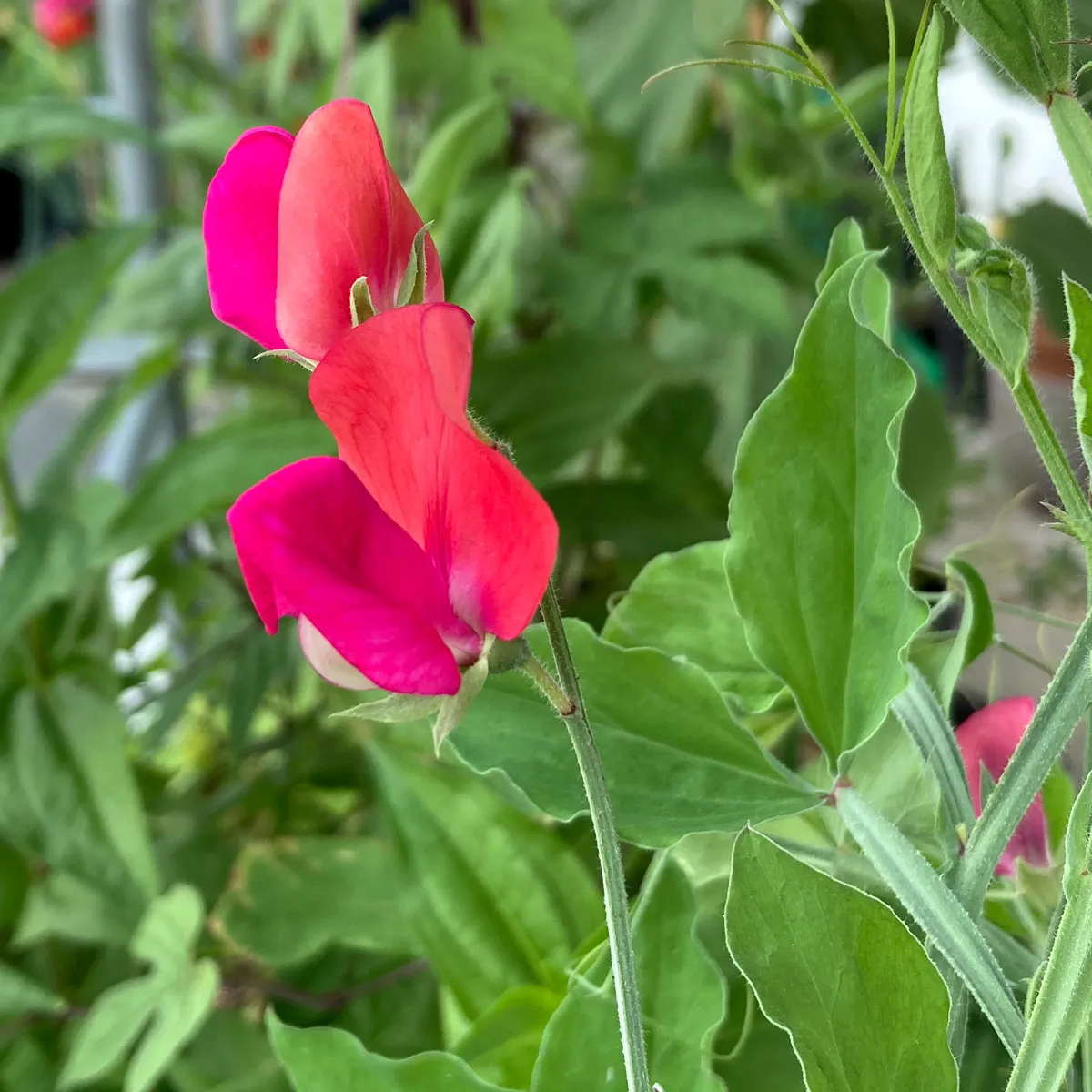 Orangerosa Duftwicke 'Miss Willmott' (Lathyrus odoratus) Samen