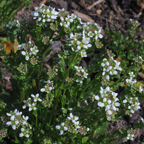 Coclearia con pequeñas flores blancas y hojas carnosas