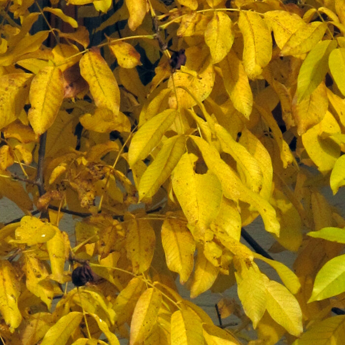 Hojas de nogal amarillas en otoño