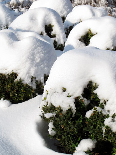 Arbustos perennes podados en bola bajo una gruesa capa de nieve
