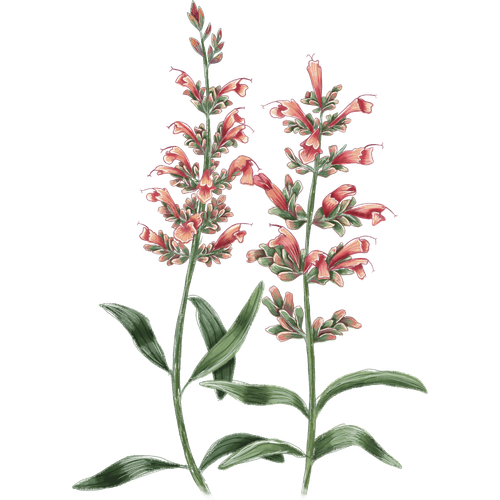 Variedades de agastache
