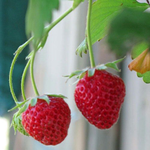 Fresa de cuatro estaciones con dos frutos rojos maduros