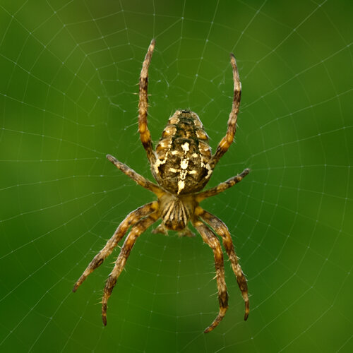 Araña de jardín (Araneus diadematus) con su marca en forma de cruz en su tela orbicular