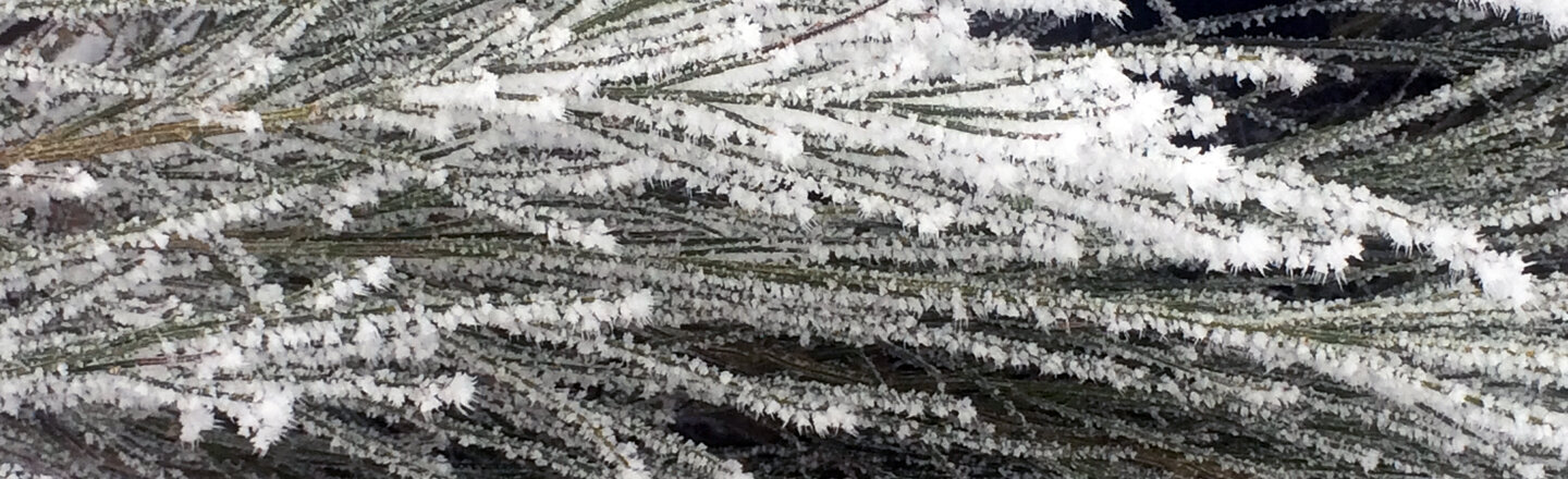 Ramas de agujas cubiertas de escarcha en invierno
