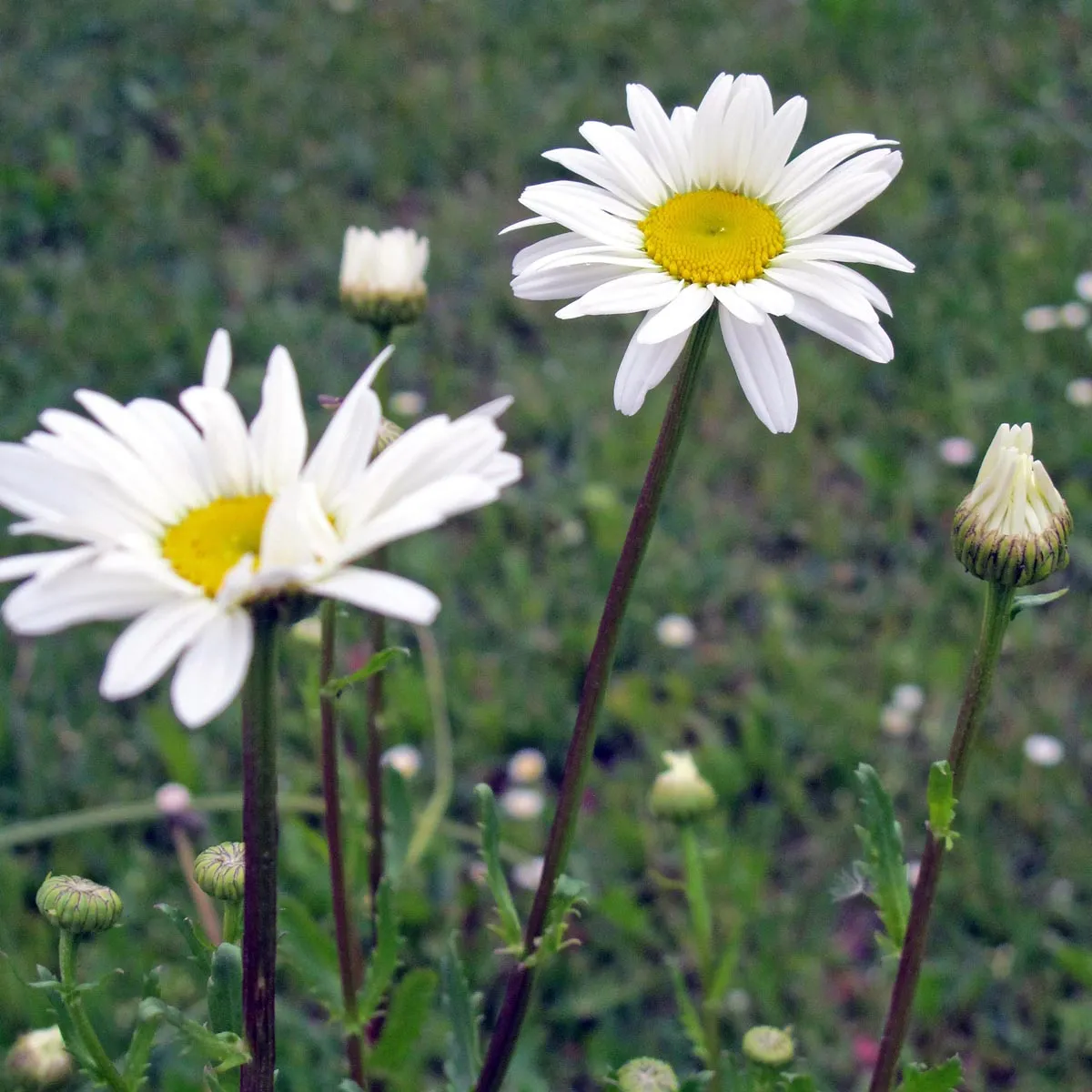 Wilde Margerite / Magerwiesenmargerite (Leucanthemum vulgare) Bio Saatgut