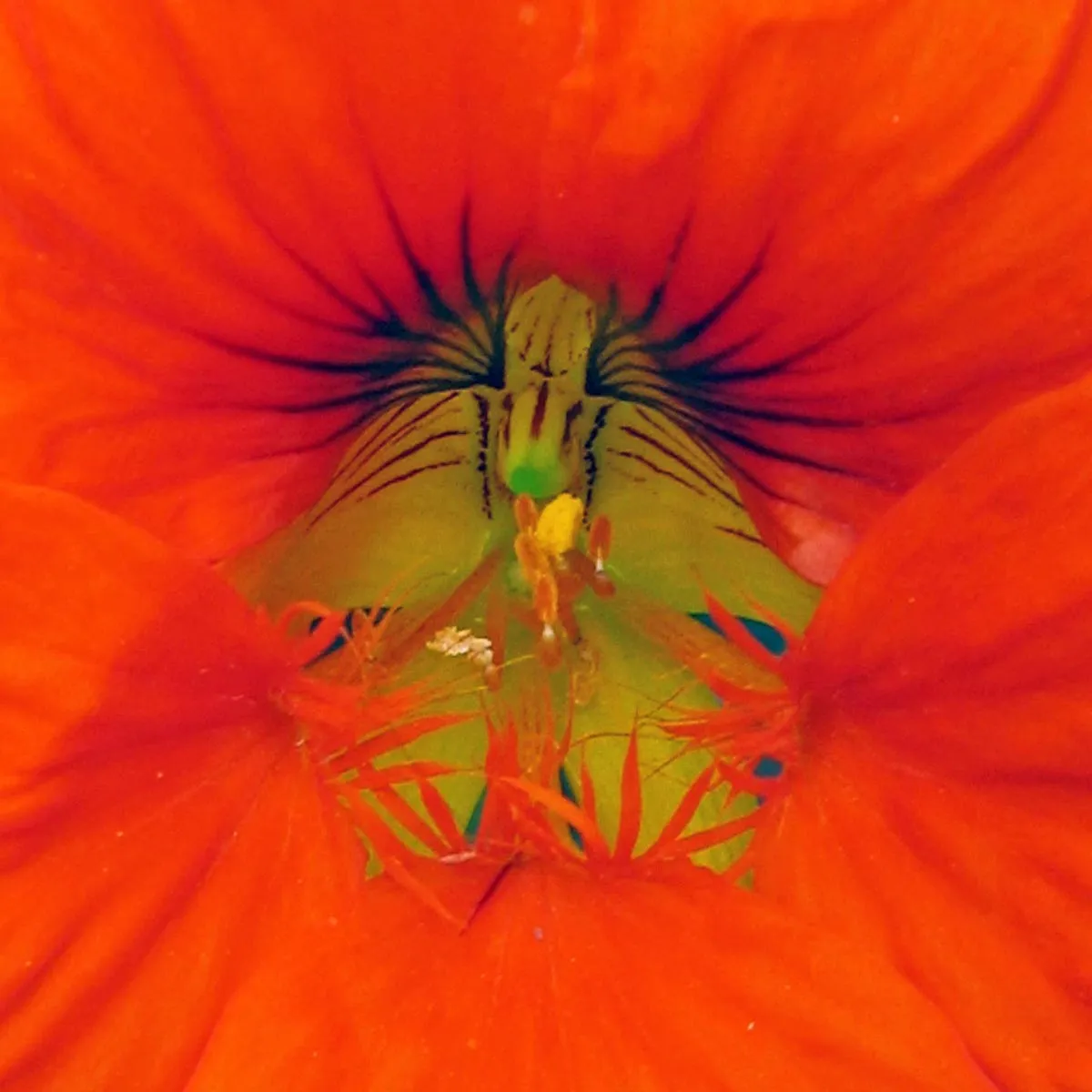 Kapuzinerkresse (Tropaeolum majus) Bio Saatgut