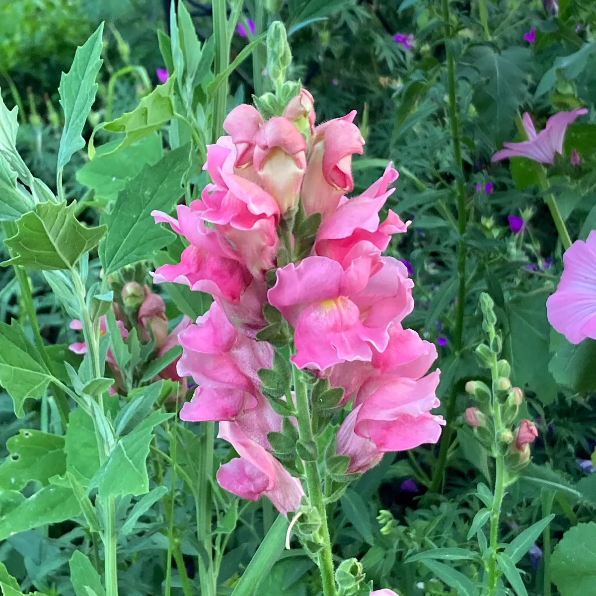 Rosa Löwenmäulchen 'The Rose' (Antirrhinum majus) Samen