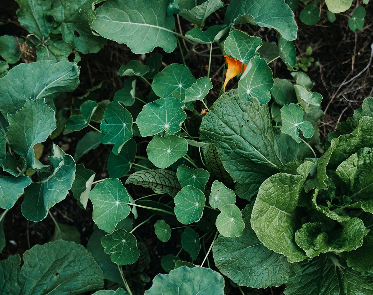 Set de semillas de cultivo mixto