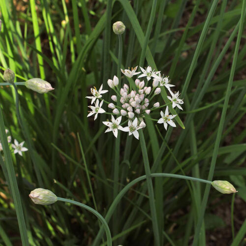 Flores blancas estrelladas de ajo chino entre hojas estrechas