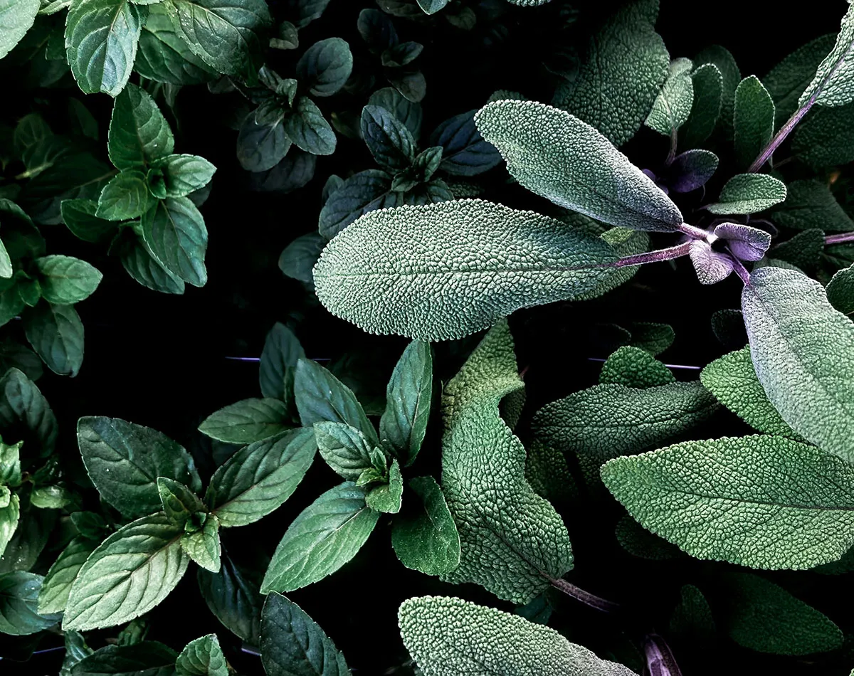 Plantas medicinales