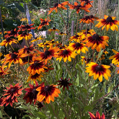 Rudbeckia 'Chocolate Orange' (Rudbeckia hirta) con flores amarillas y marrón rojizo