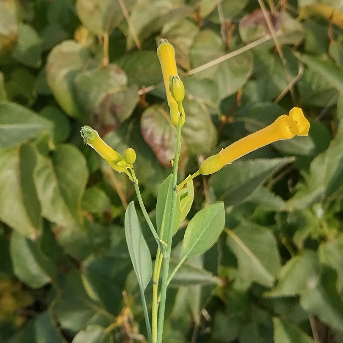 Baumtabak (Nicotiana glauca) Samen