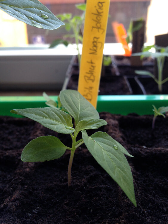 Plantón de chile vigoroso en sustrato de semillero, detrás una etiqueta con el nombre Bhut Naga Jolokia