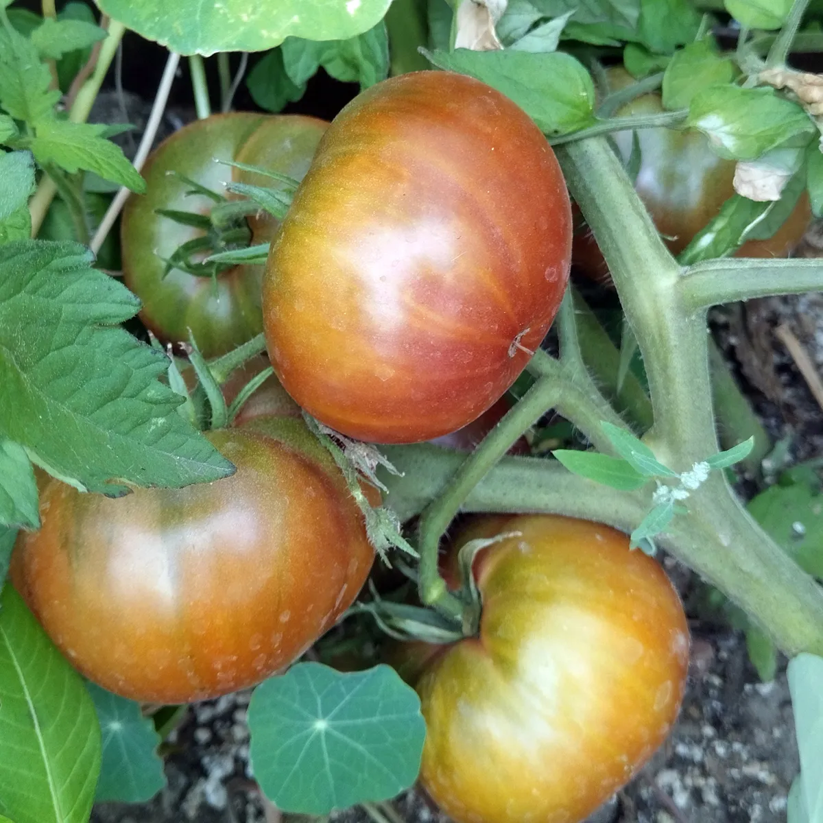 Tomate 'Tschernij Prinz' (Solanum lycopersicum) Samen