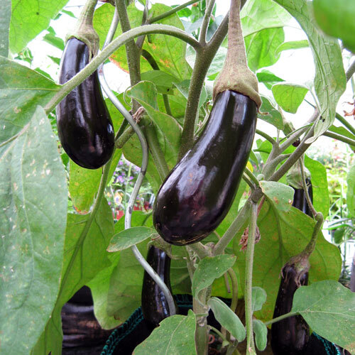 Berenjenas moradas oscuras madurando en la planta