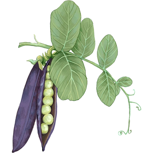 Guisantes