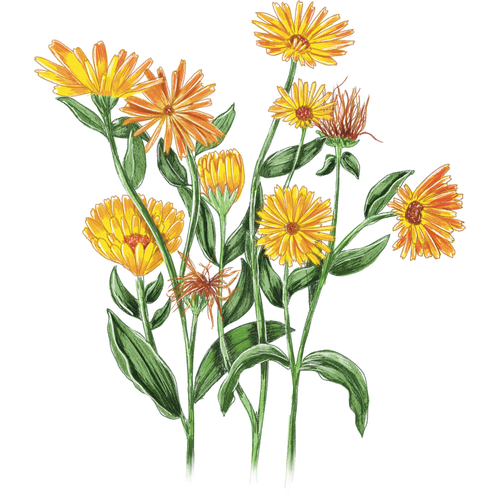 Caléndula