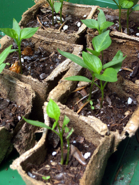 Plantones de chile en macetas semillero de fibra vegetal