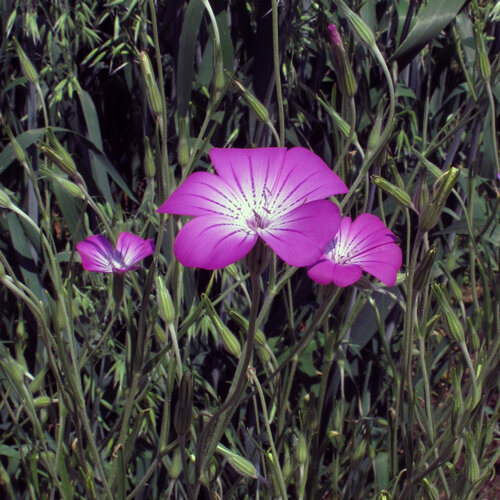 Flores rosa púrpura de la neguilla (Agrostemma githago) entre las hierbas