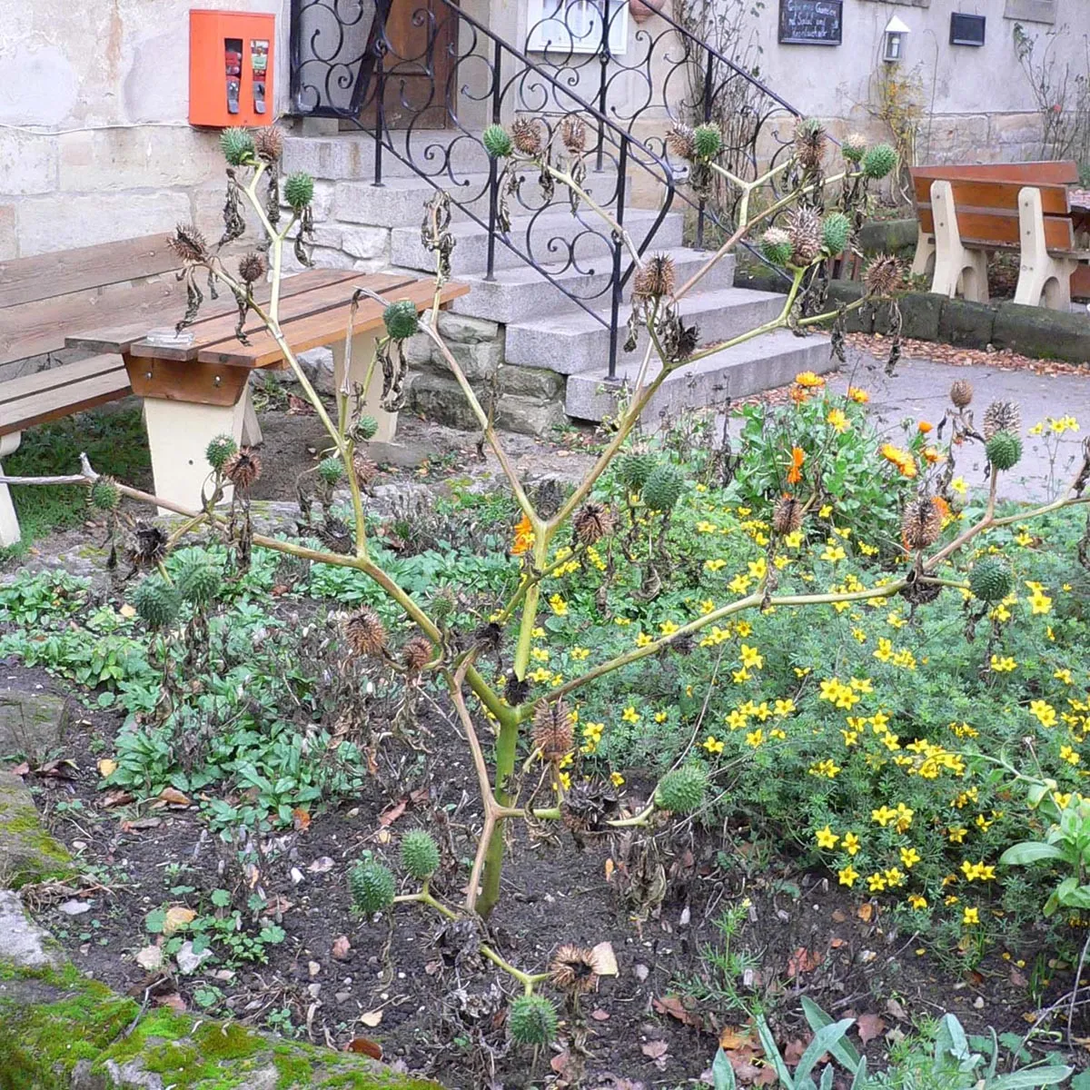 Weißer Stechapfel (Datura stramonium) Samen