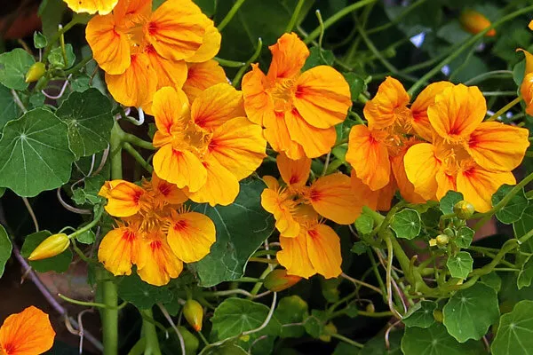 Capuchina en flor