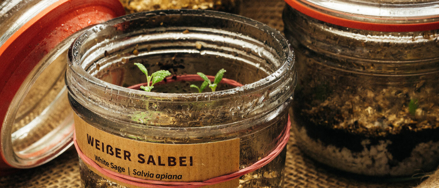 Plántulas de salvia blanca (Salvia apiana) en tarros de cristal etiquetados con tierra