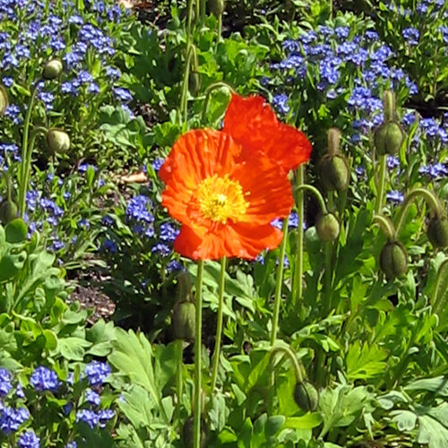 Amapola de Islandia (Papaver nudicaule) con flor naranja delante de flores azules de primavera