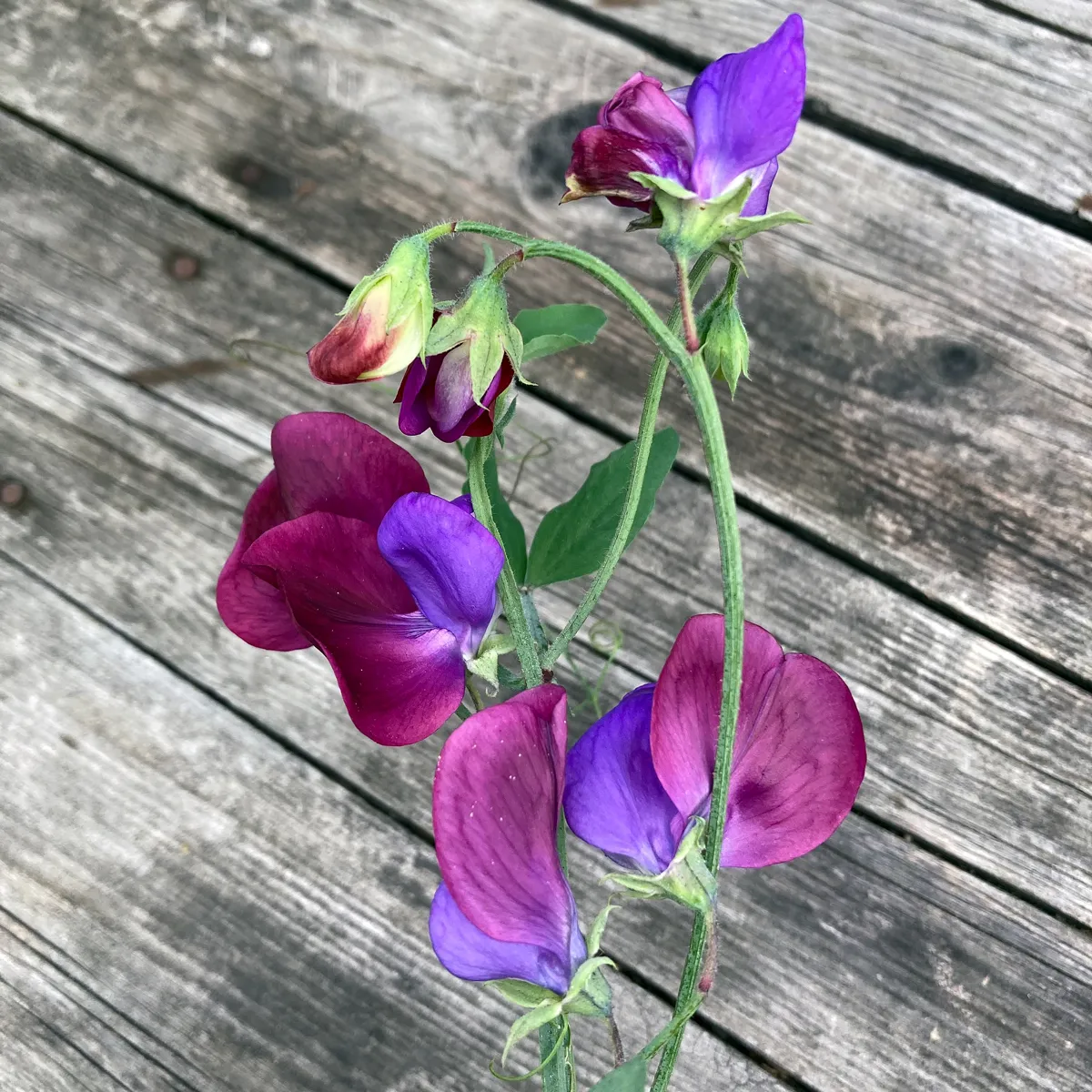 Zweifarbige Duftwicke 'Matucana' (Lathyrus odoratus) Samen