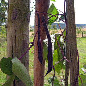 Vainas violetas de Judía de enrame 'Cosse Violette' (Phaseolus vulgaris) en tutores