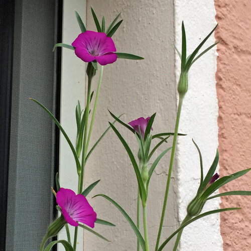 Neguilla con flores fucsia y hojas estrechas junto a la pared de una casa