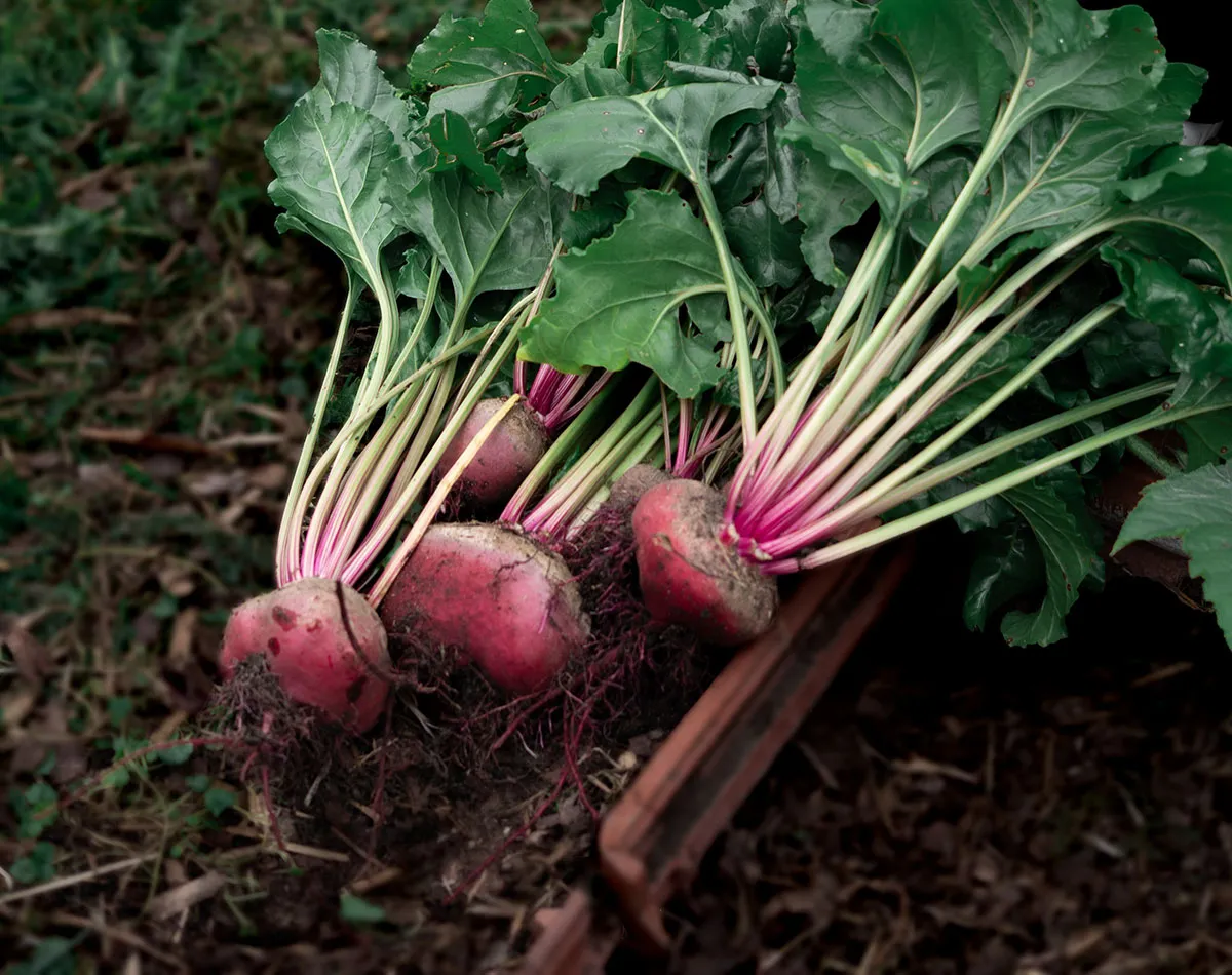 Zanahorias y chirivías