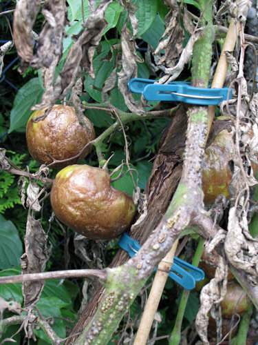 Ataque grave de mildiu en tomates