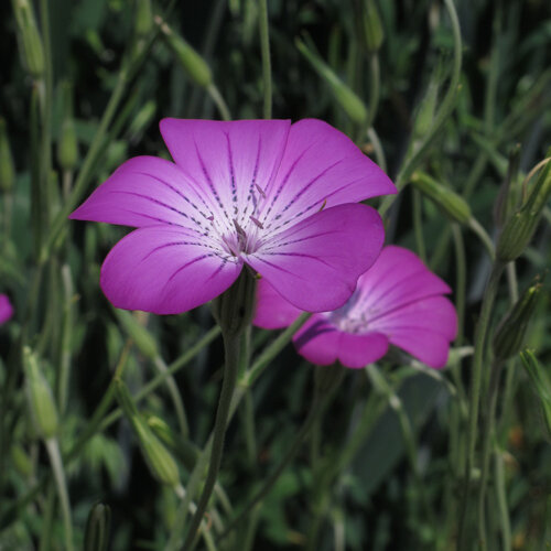 Neguilla (Agrostemma githago) con flores rosa púrpura de nervios oscuros