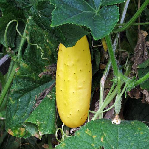 Pepino amarillo maduro colgando de la planta entre hojas grandes