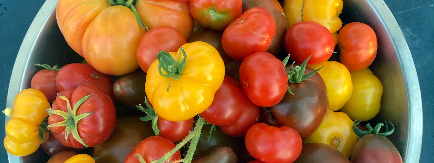 Tomates de colores recién cosechados
