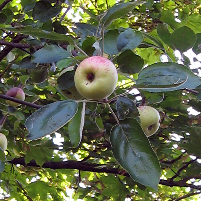 Manzano con manzanas amarillo rojizas entre el denso follaje